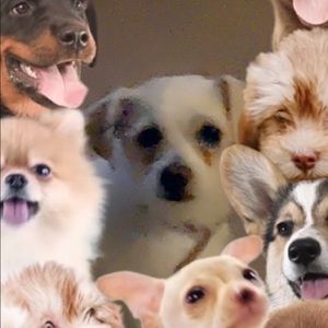 Meet your Posher, Tony